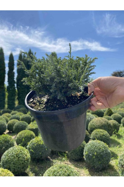 Кипарисовик горохоплодный Бэби Блю - 3л/вис.10-15см/Ø15-20см